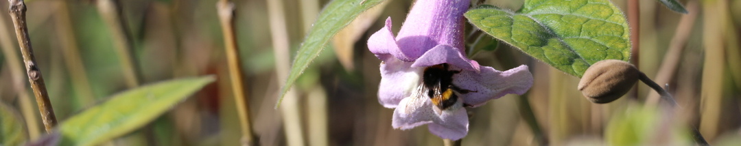 Bee at flower